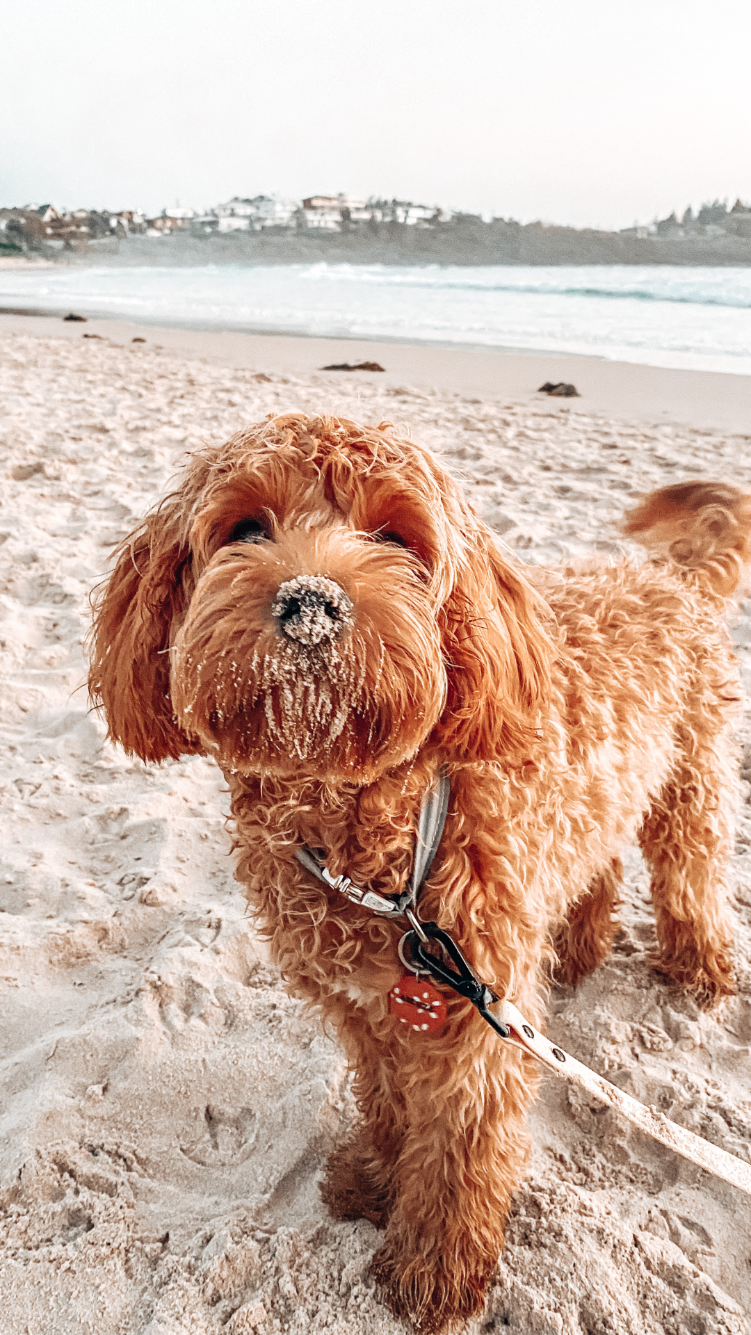 Happy dog on Newport Beach