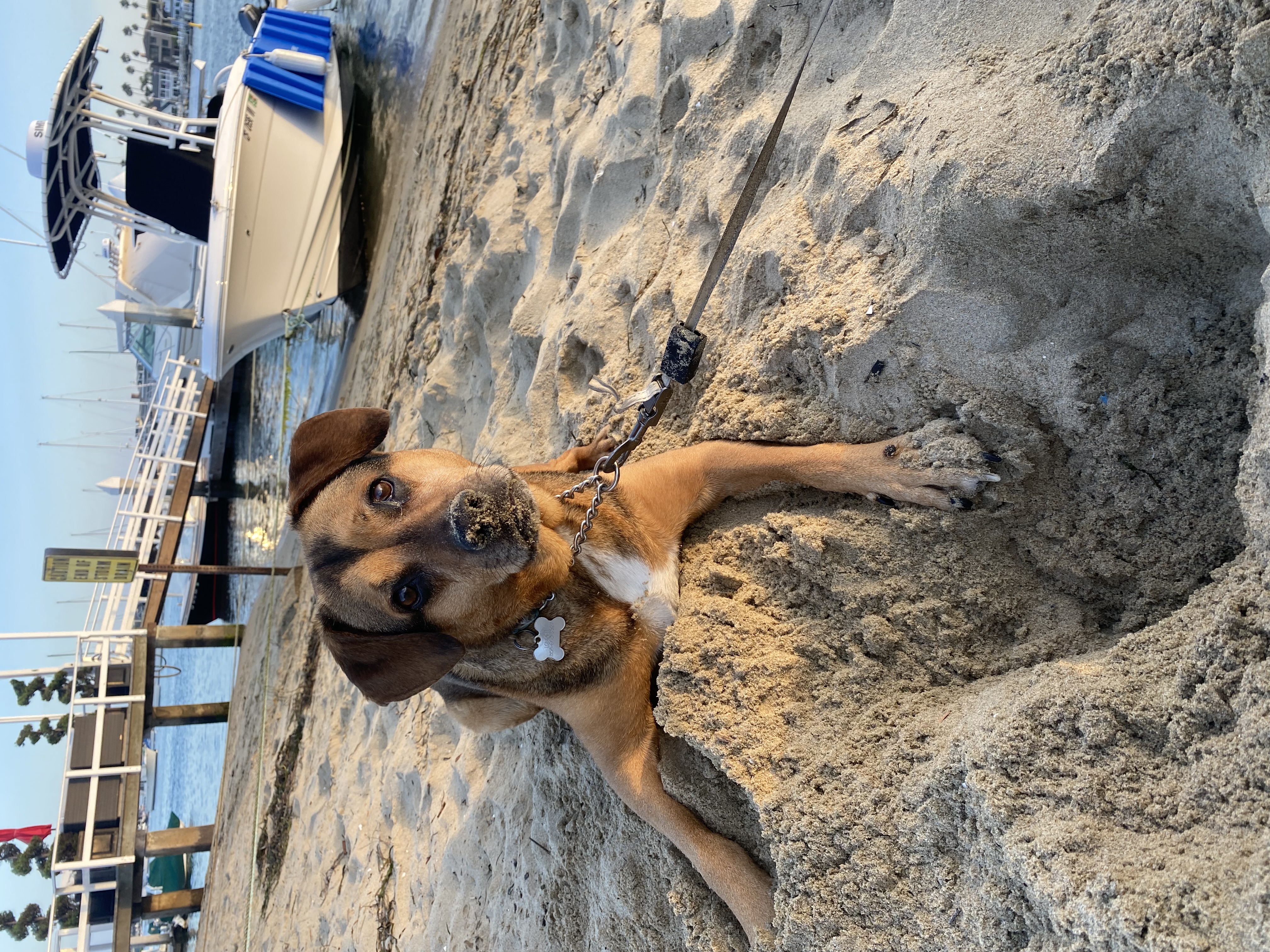 London the beach dog with a sandy nose in Newport Beach